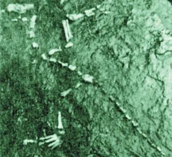 The Protoavis fossil, estimated to be 225 million years old, demolished the theory that Archaeopteryx, a bird 75 million years younger than it, was the ancestor
