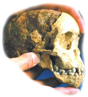 The Taung Child fossil