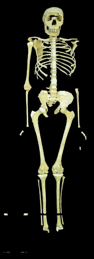 Turkana Boy skeleton is the most complete example of Homo Erectus up till now. It is interesting that this 1.6 year-old skeleton and that of present day humans