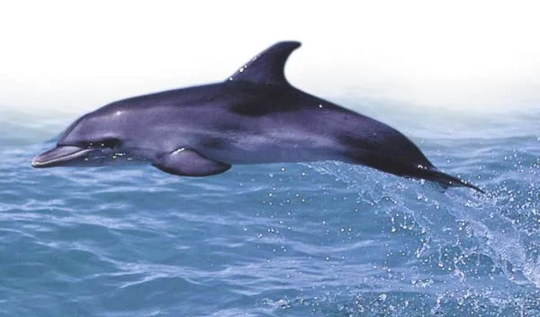 dolphin