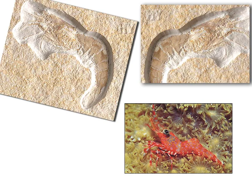 Shrimp