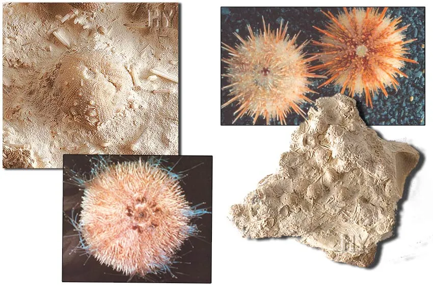Sea Urchins