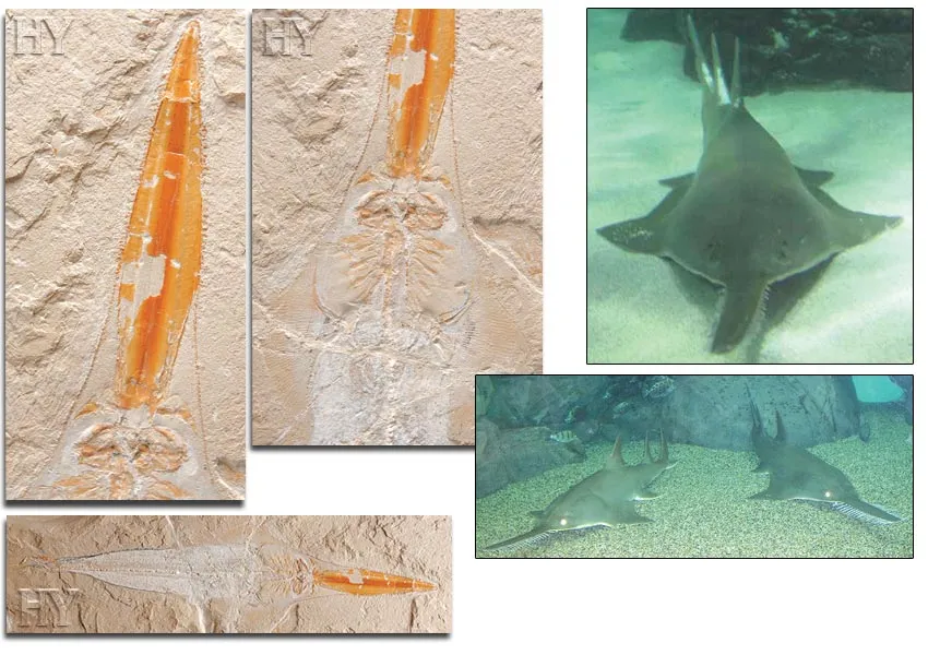 Sawfish