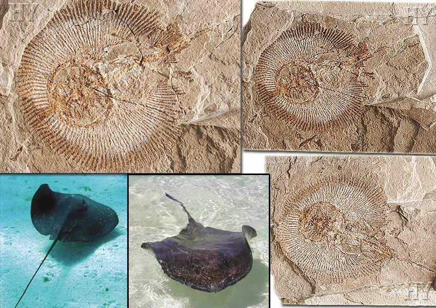 Stingray