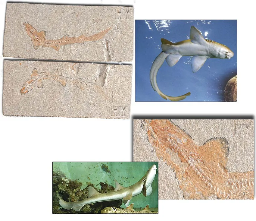 Catshark