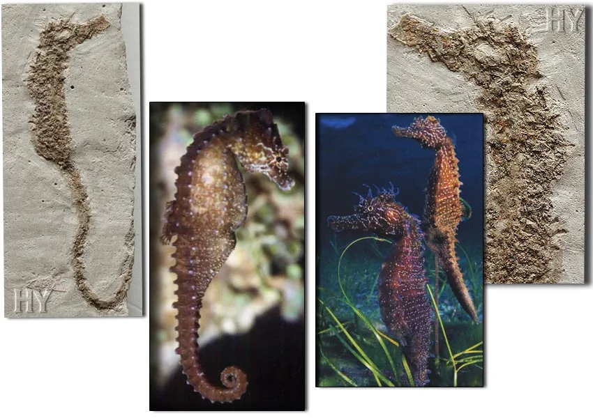 Seahorse