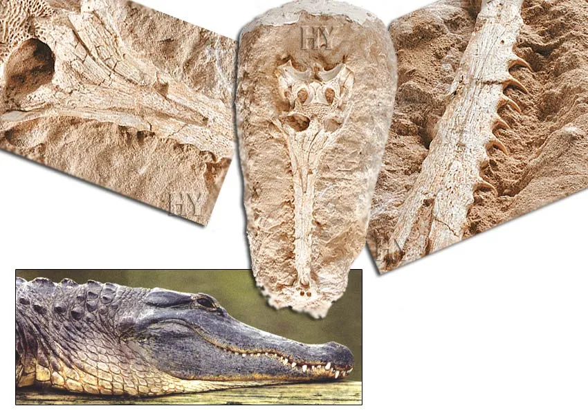 Crocodile Skull