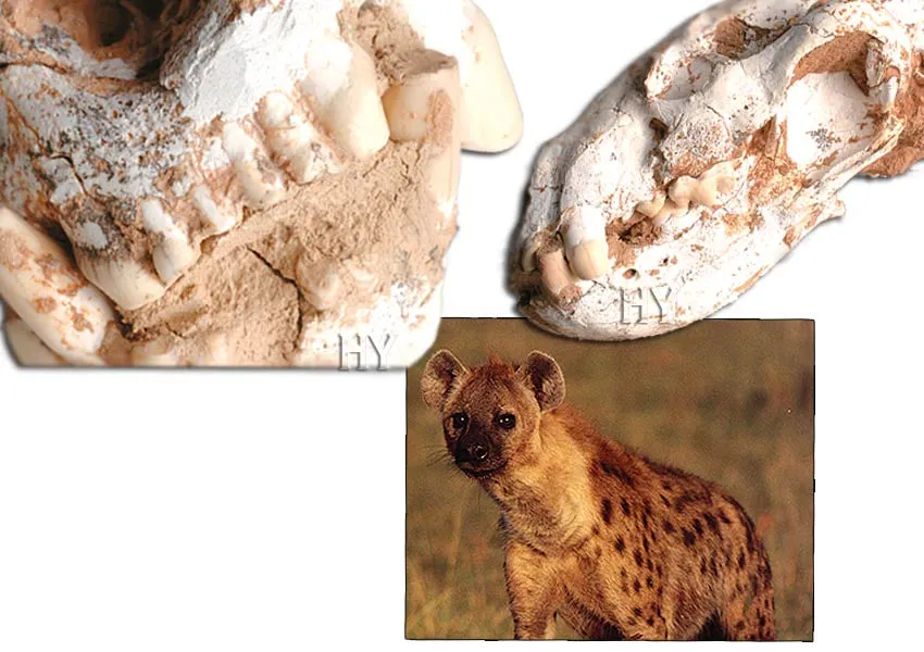 Hyena Skull